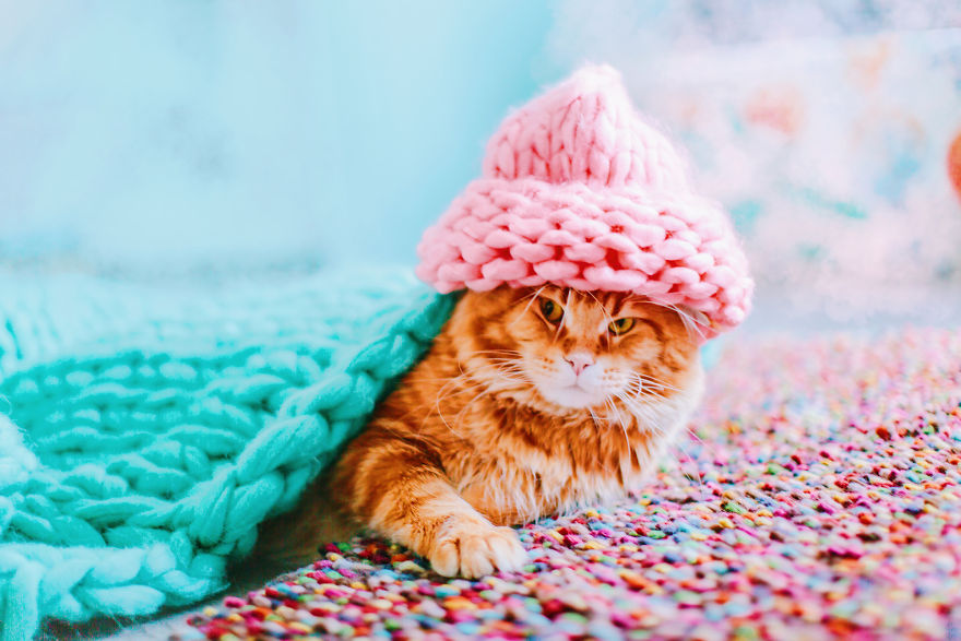 The Cutlet Cat - What Happens If You Are A Bright Red Inspirer