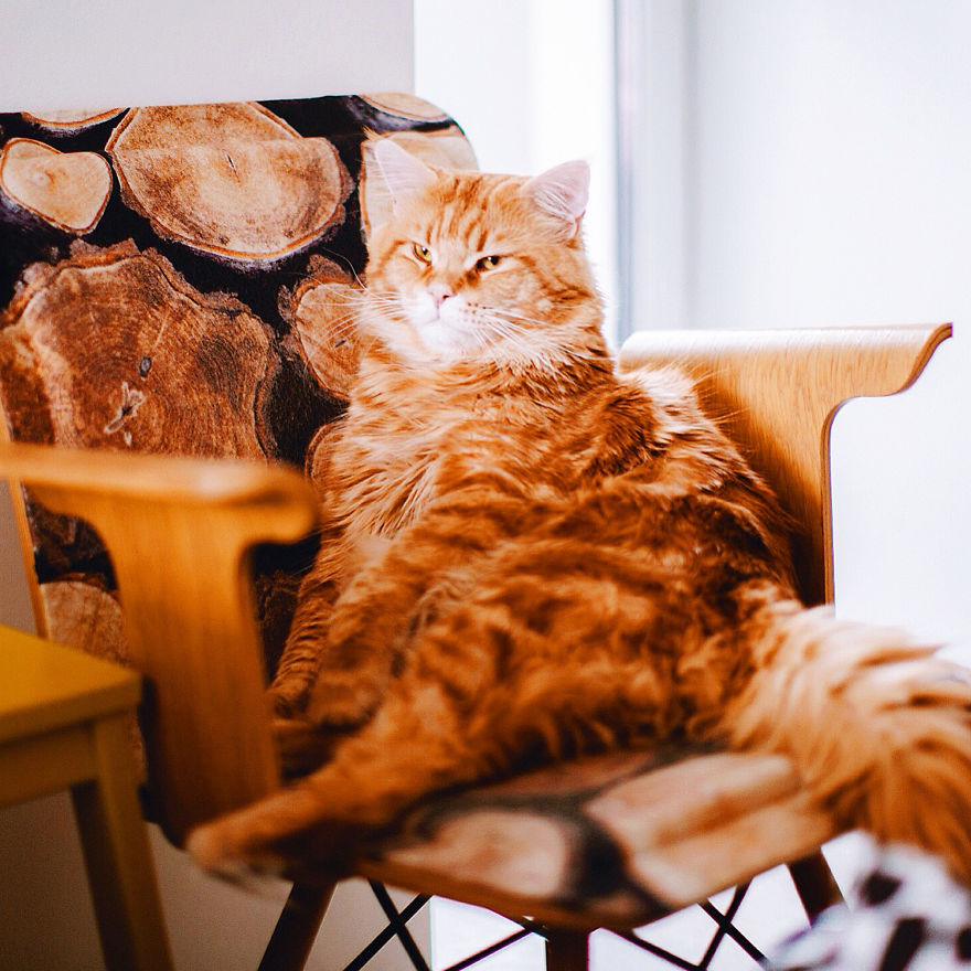 The Cutlet Cat - What Happens If You Are A Bright Red Inspirer