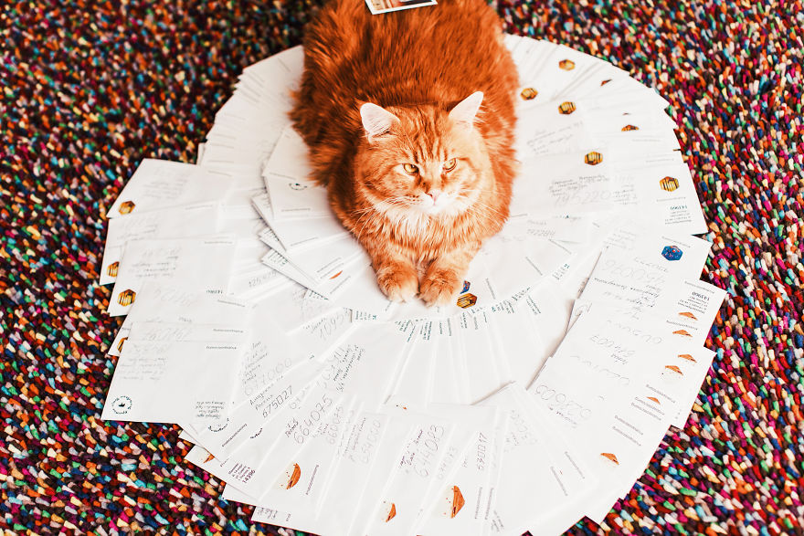 The Cutlet Cat - What Happens If You Are A Bright Red Inspirer