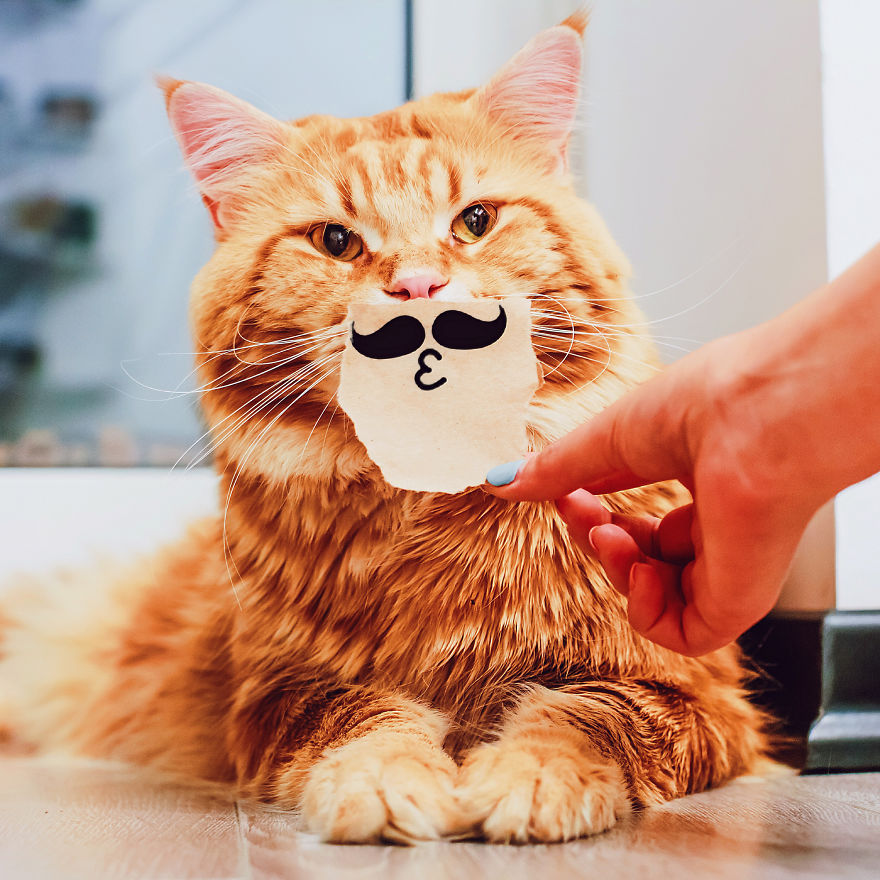 The Cutlet Cat - What Happens If You Are A Bright Red Inspirer