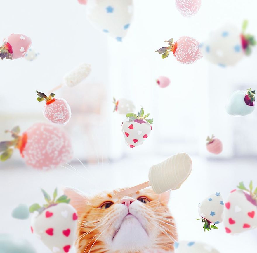 The Cutlet Cat - What Happens If You Are A Bright Red Inspirer