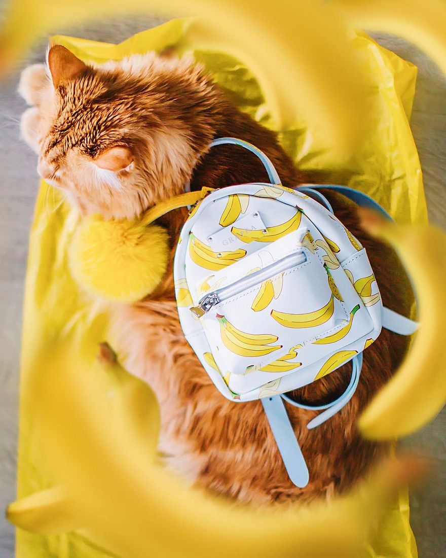 The Cutlet Cat - What Happens If You Are A Bright Red Inspirer