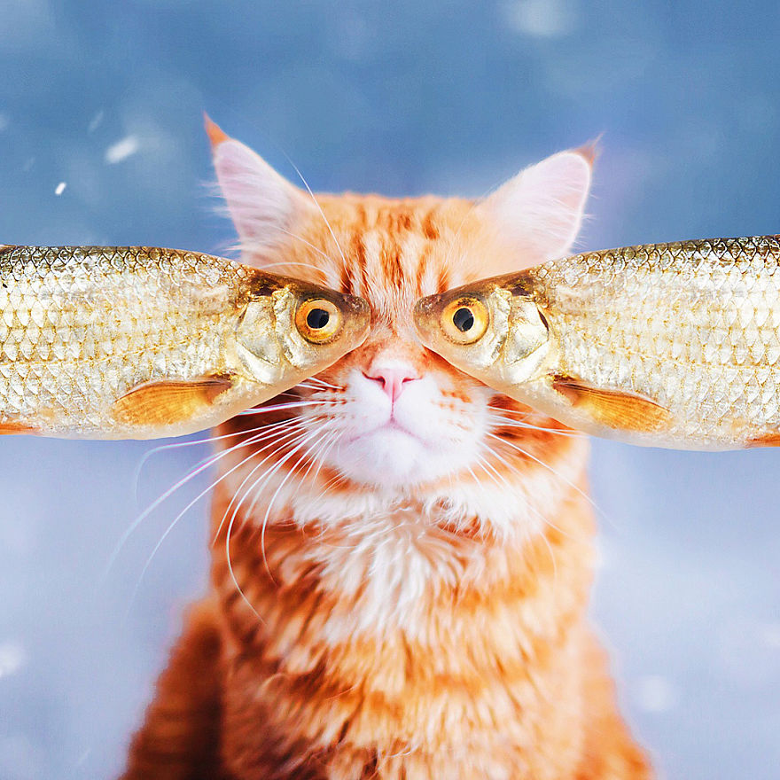 The Cutlet Cat - What Happens If You Are A Bright Red Inspirer