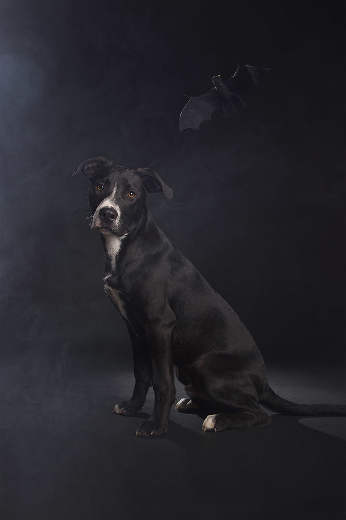 I Photograph Animals Every Halloween