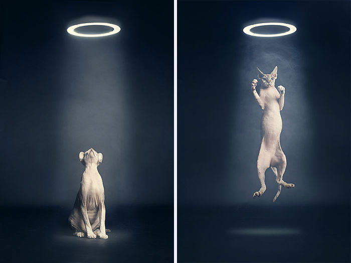 I Photograph Animals Every Halloween