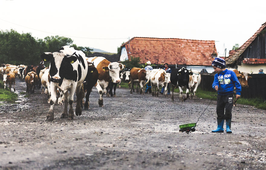 I Have Been Looking For Dracula In Transylvania, But I Found This Instead