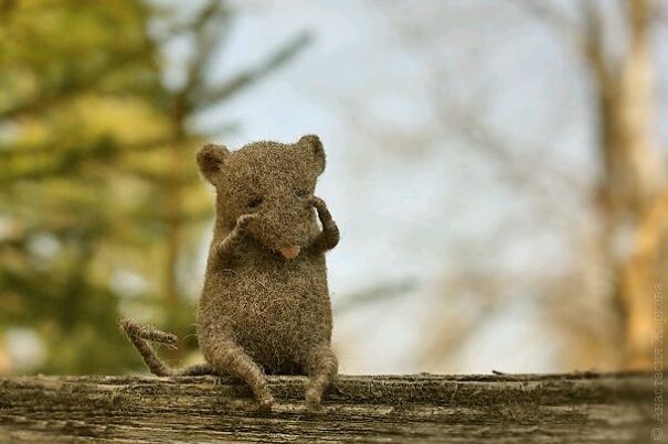 You Will Forgive Them Again And Again: Extremely Cute Mice With A Heartwarming Look