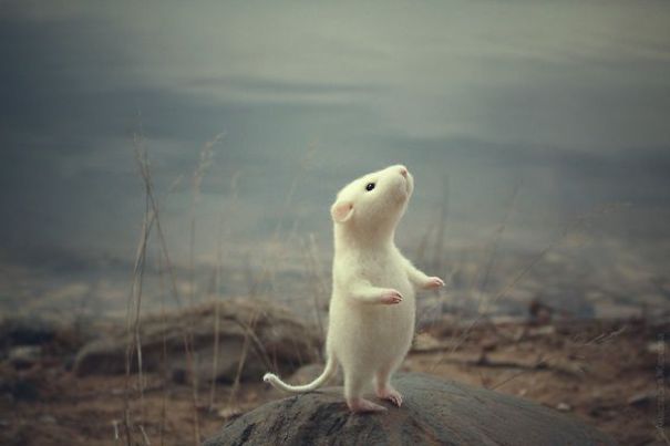 You Will Forgive Them Again And Again: Extremely Cute Mice With A Heartwarming Look