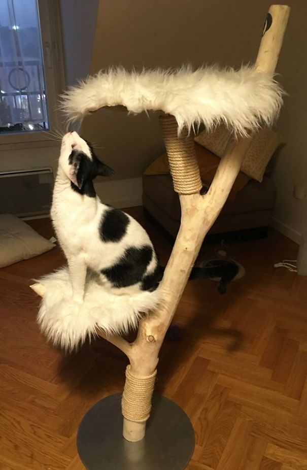 arbre-chat-2-5bd176158382d.jpg