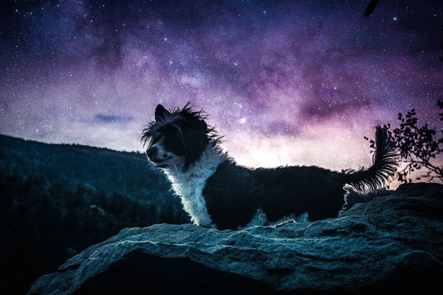 I Make Magical Dog Photo Edits