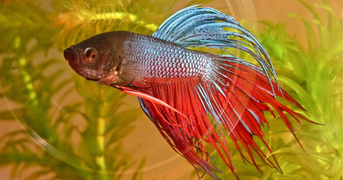 This Woman’s Co-Workers Hold A Funeral For Her Dead Fish And People Can’t Stop Laughing At How It Turned Out