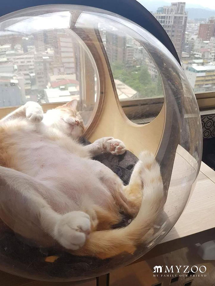 This Company Creates Spaceship-Inspired Cat Beds And It Costs $97 This Company Creates Spaceship-Inspired Cat Beds And It Costs $97