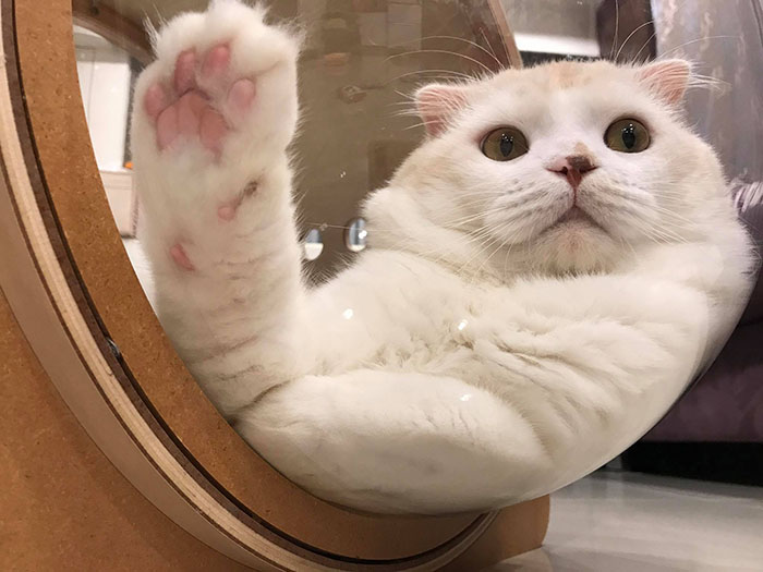 This Company Creates Spaceship-Inspired Cat Beds And It Costs $97