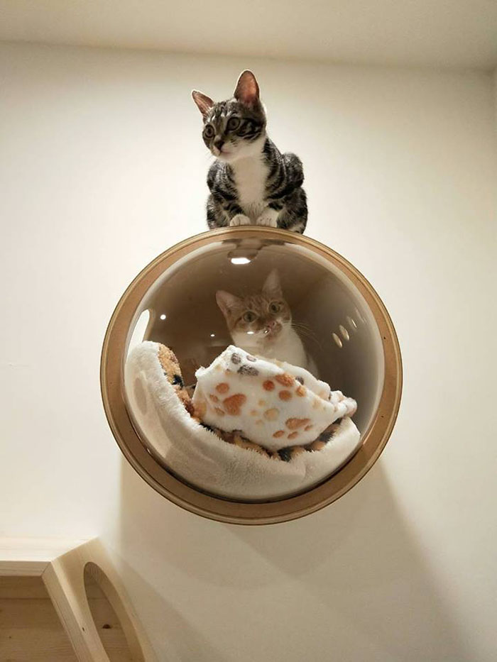 This Company Creates Spaceship-Inspired Cat Beds And It Costs $97 This Company Creates Spaceship-Inspired Cat Beds And It Costs $97