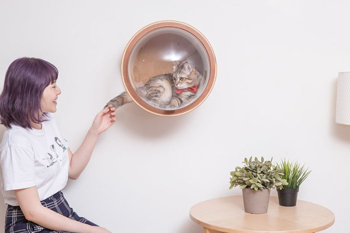 This Company Creates Spaceship-Inspired Cat Beds And It Costs $97 This Company Creates Spaceship-Inspired Cat Beds And It Costs $97