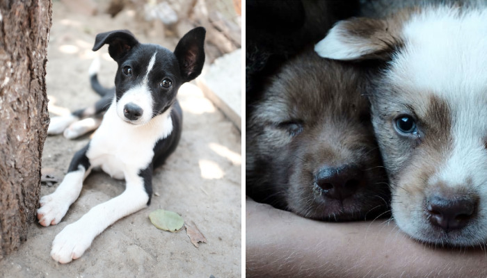 I Photograph Street And Shelter Dogs