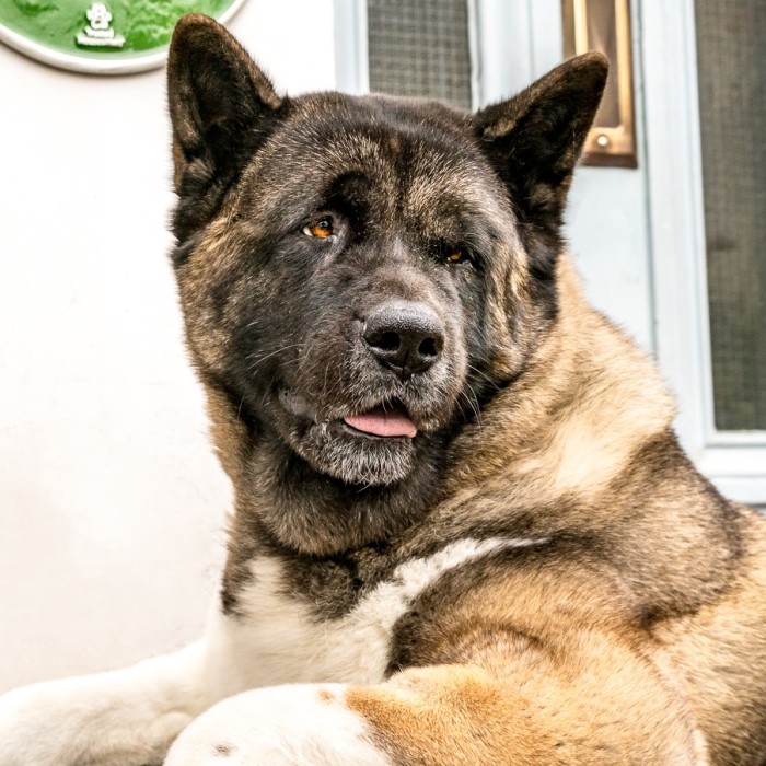 A New Plaque Scheme Has Launched And It’s All About Celebrating Amazing Animals