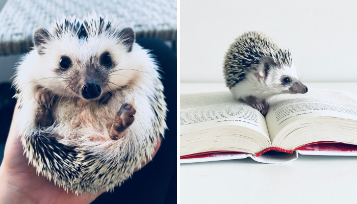 Meet Rick, The Cutest Hedgehog From Ukraine