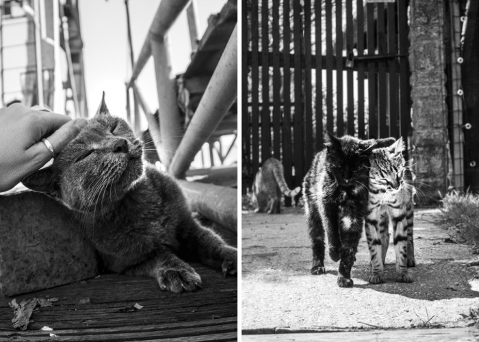 I Spent Years Trying To Photograph Moments Of ‘Catisfaction’ (Part 3)