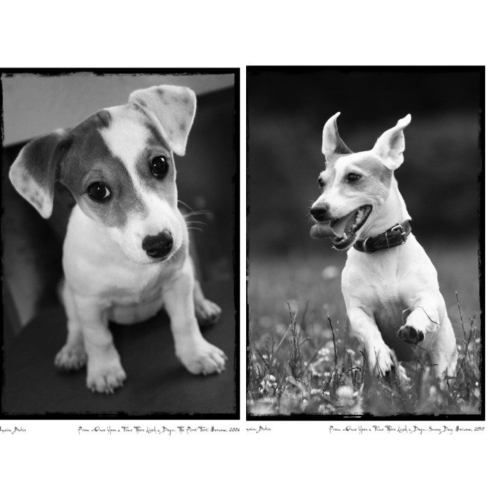 Once Upon A Time There Lived A Dog