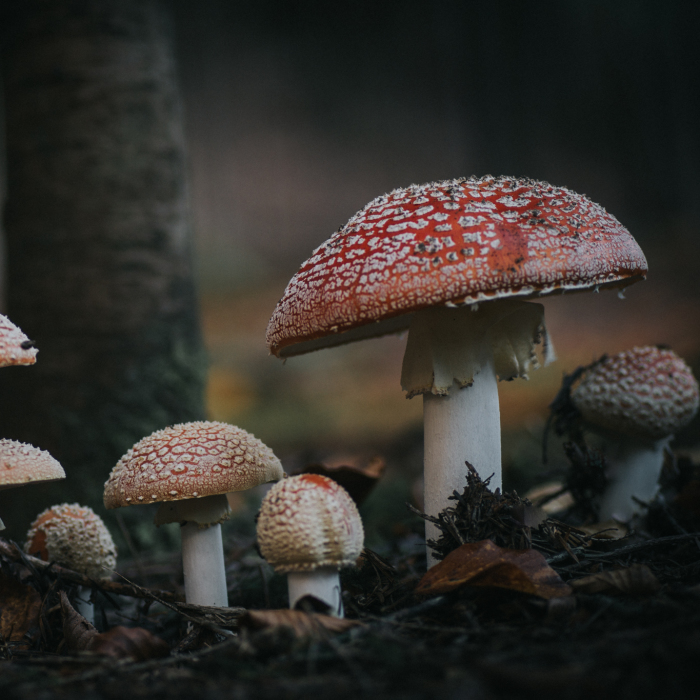 I Found Incredibly Beautiful Mushrooms In The Forest Near My House