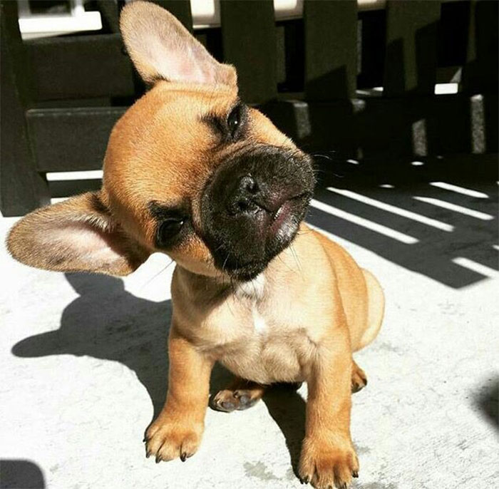 Cute puppy tilting head, sitting on a sunny concrete floor.