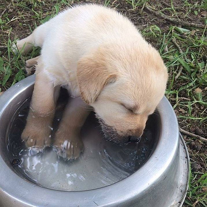 Adorable puppy sleeping in a water bowl on the grass.