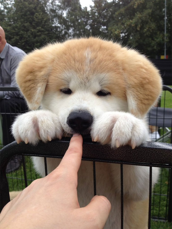 Cute puppy resting paws on a fence, playfully nipping a person's finger.