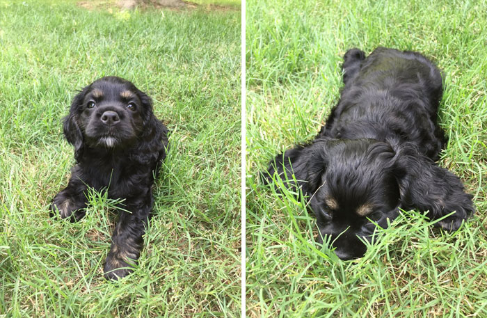 Cute puppy on grass, playfully resting and looking curious.