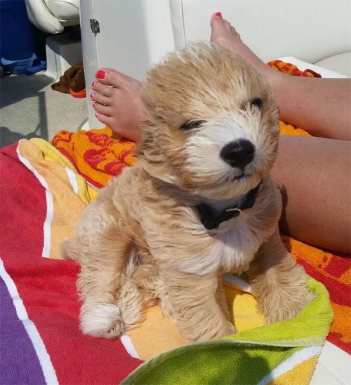 Cute puppy relaxing on a colorful towel near someone's feet, enjoying the sunshine on a boat.