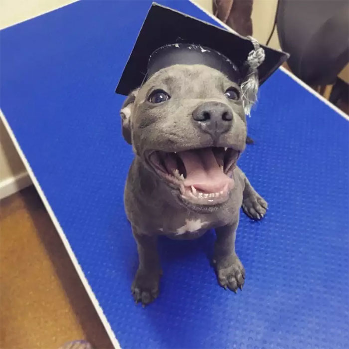 Smiling puppy wearing a graduation cap, sitting on a blue mat, showcasing cutest puppies.
