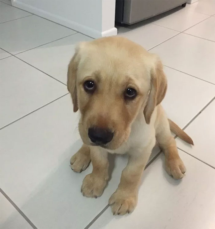 Adorable Labrador puppy sitting on a tiled floor.