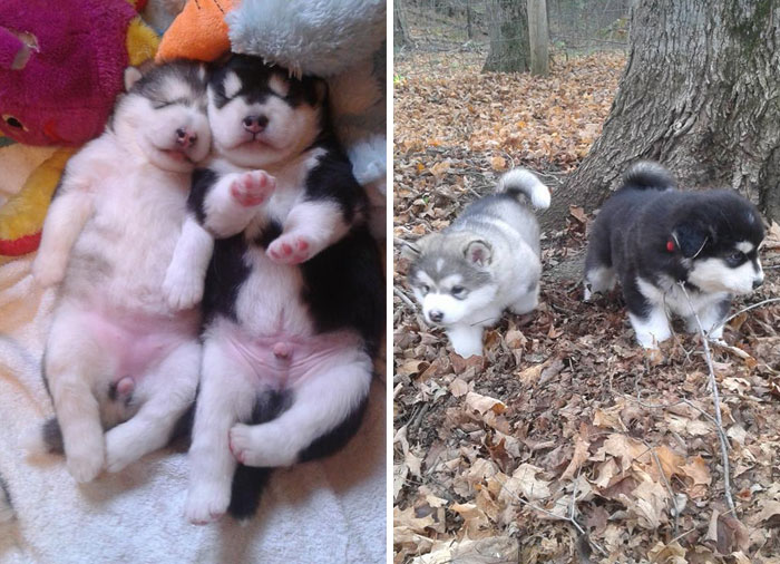 Adorable puppies sleeping on a blanket and playing in autumn leaves.