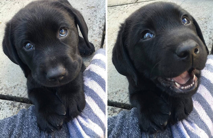 Adorable black lab puppy with big eyes, looking up and smiling, showing its playful side.