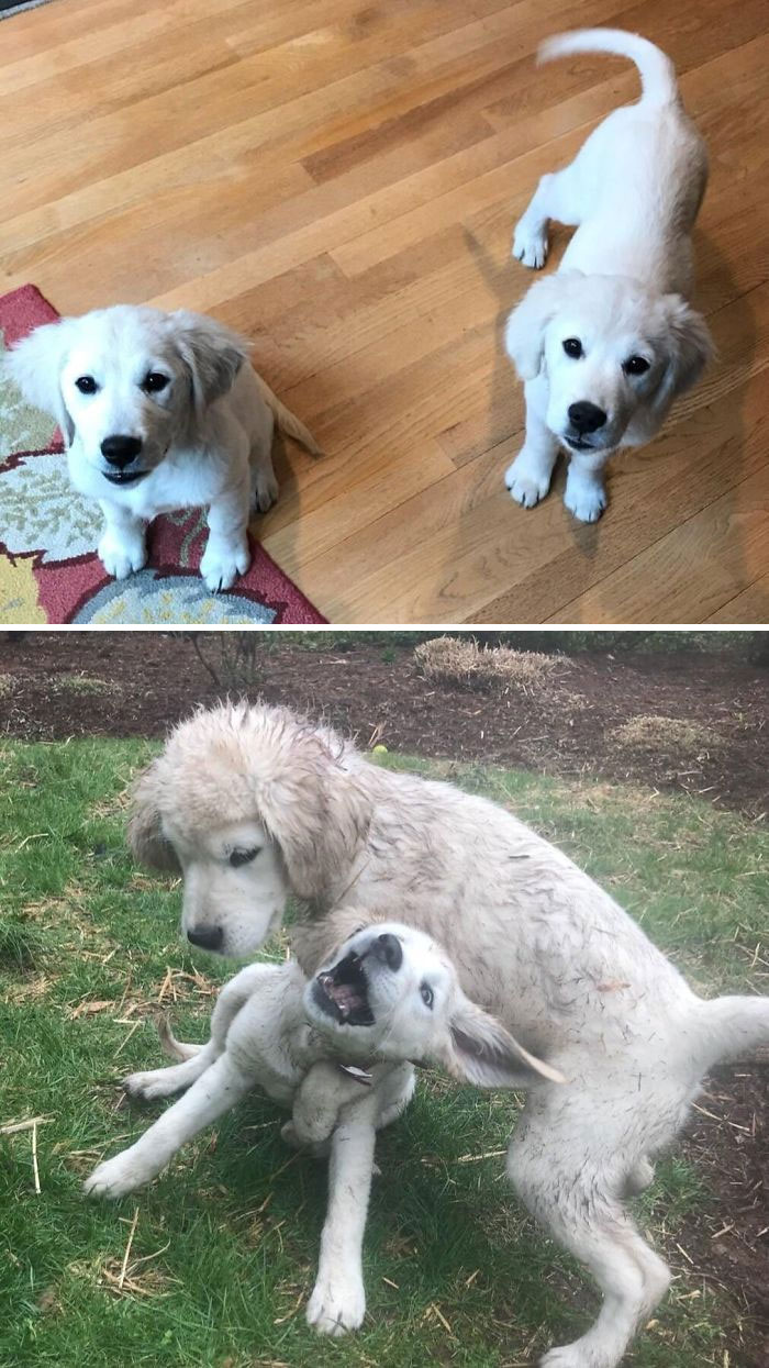 Cute puppies playing indoors and outdoors, showing their playful and adorable nature.
