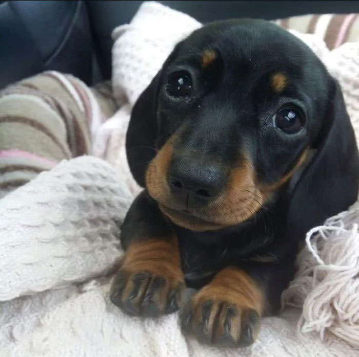 A cute puppy with black and tan fur resting on a cozy blanket.