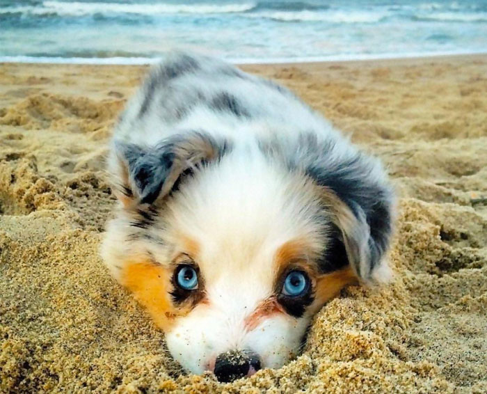 378 Of The Cutest Puppies Ever