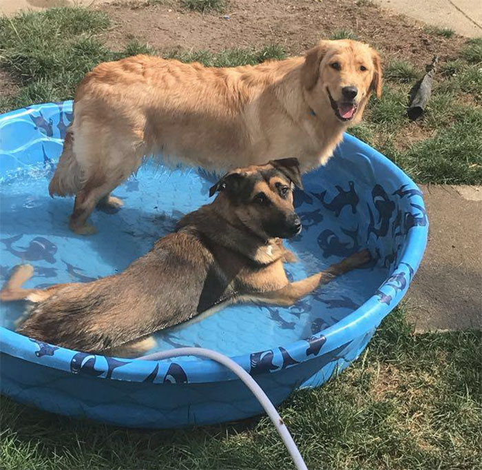 118 Of The Most Unbelievably Smart Things Animals Have Done That Surprised People