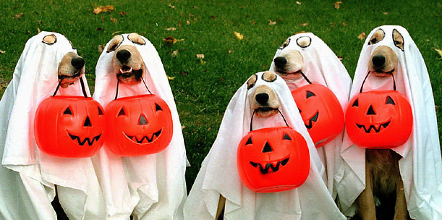 13 Adorable Dogs In Ghost Costumes