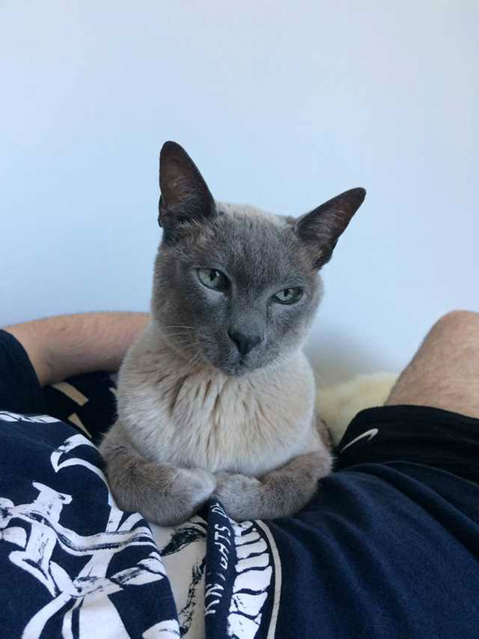 118 Of The Most Unbelievably Smart Things Animals Have Done That Surprised People