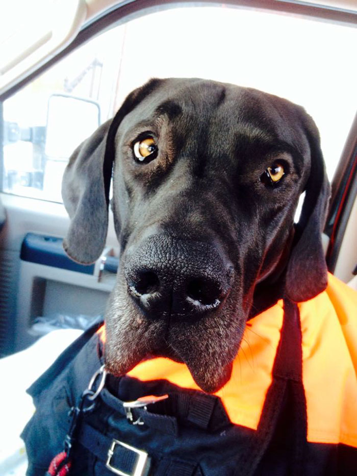 118 Of The Most Unbelievably Smart Things Animals Have Done That Surprised People