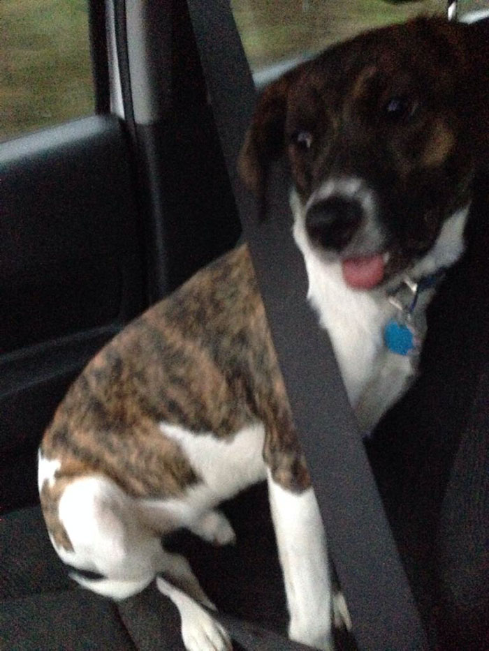 118 Of The Most Unbelievably Smart Things Animals Have Done That Surprised People