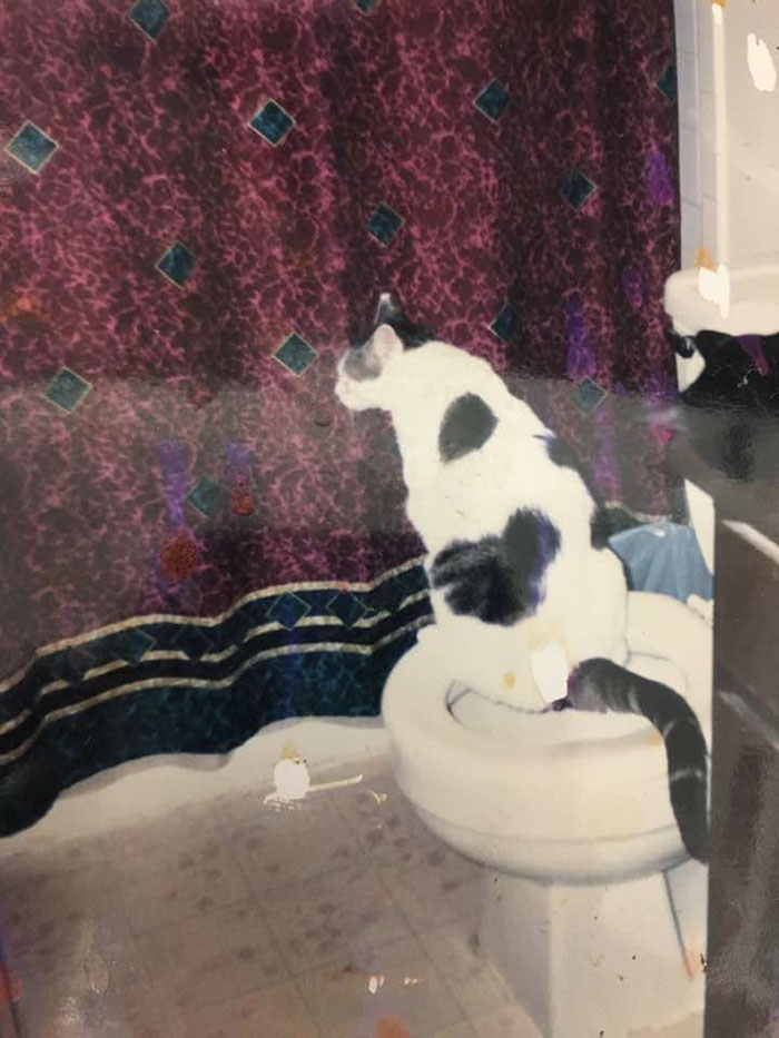 118 Of The Most Unbelievably Smart Things Animals Have Done That Surprised People