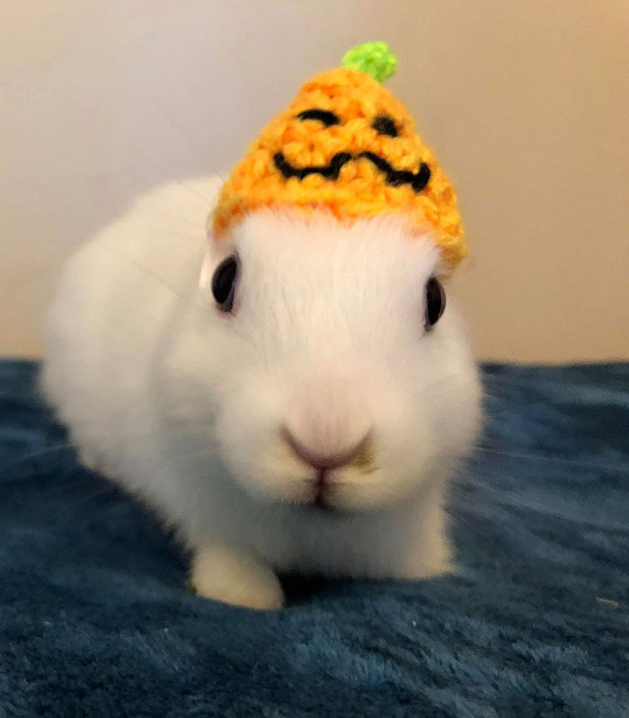 Bunny Born With No Ears Gets The Most Adorable Crocheted Sets From The Owner