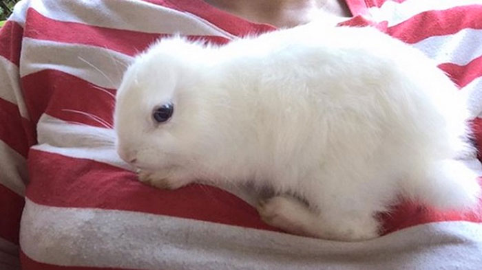 Bunny Born With No Ears Gets The Most Adorable Crocheted Sets From The Owner Bunny Born With No Ears Gets The Most Adorable Crocheted Sets From The Owner