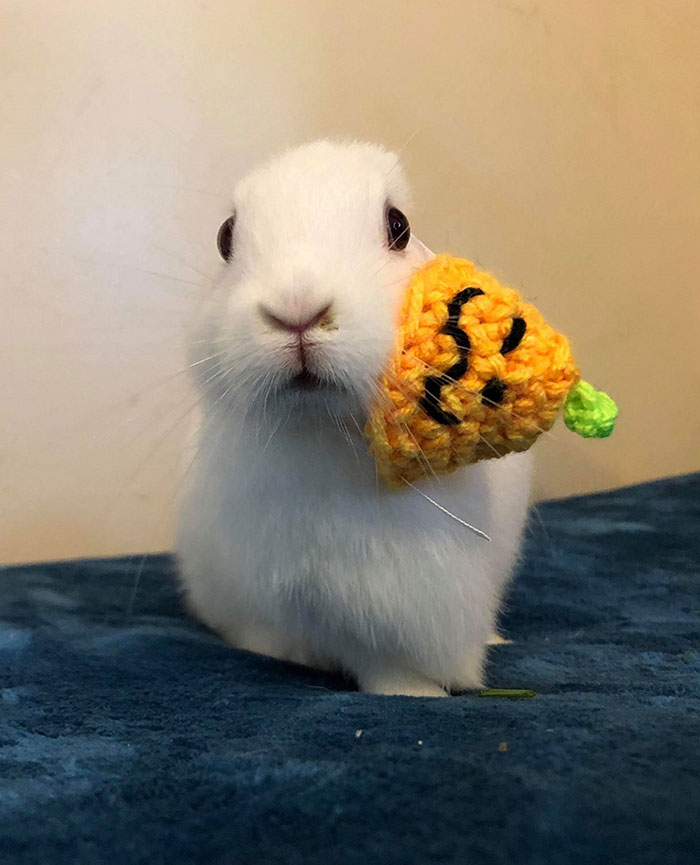 Bunny Born With No Ears Gets The Most Adorable Crocheted Sets From The Owner Bunny Born With No Ears Gets The Most Adorable Crocheted Sets From The Owner