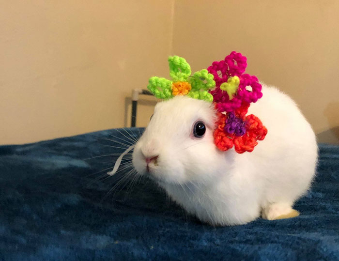 Bunny Born With No Ears Gets The Most Adorable Crocheted Sets From The Owner