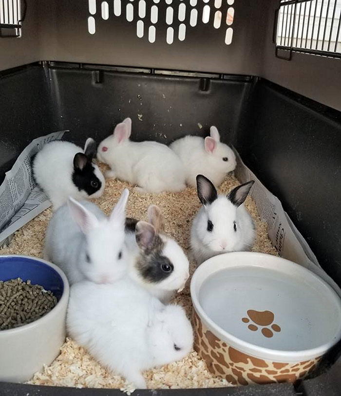 Bunny Born With No Ears Gets The Most Adorable Crocheted Sets From The Owner Bunny Born With No Ears Gets The Most Adorable Crocheted Sets From The Owner