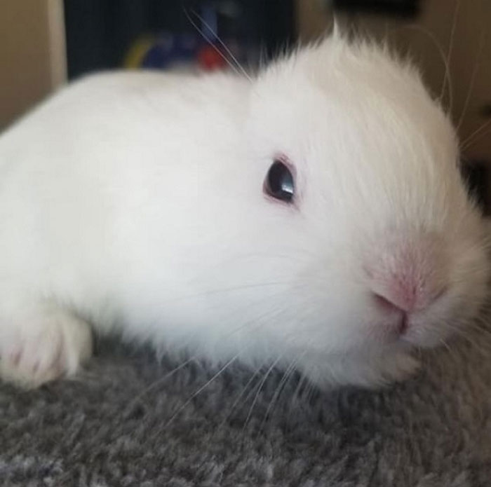 Bunny Born With No Ears Gets The Most Adorable Crocheted Sets From The Owner Bunny Born With No Ears Gets The Most Adorable Crocheted Sets From The Owner