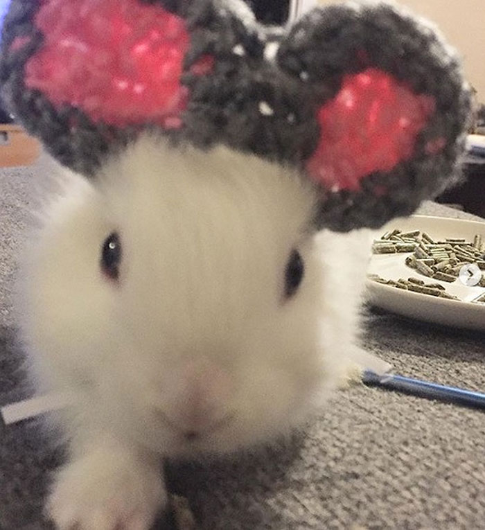 Bunny Born With No Ears Gets The Most Adorable Crocheted Sets From The Owner Bunny Born With No Ears Gets The Most Adorable Crocheted Sets From The Owner